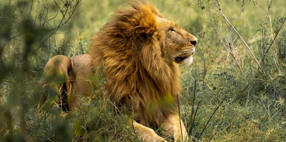 african-male-lion