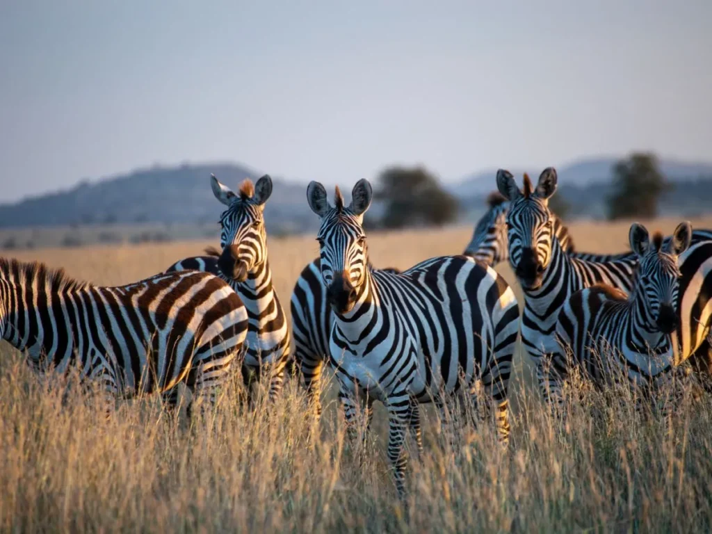 african-safari
