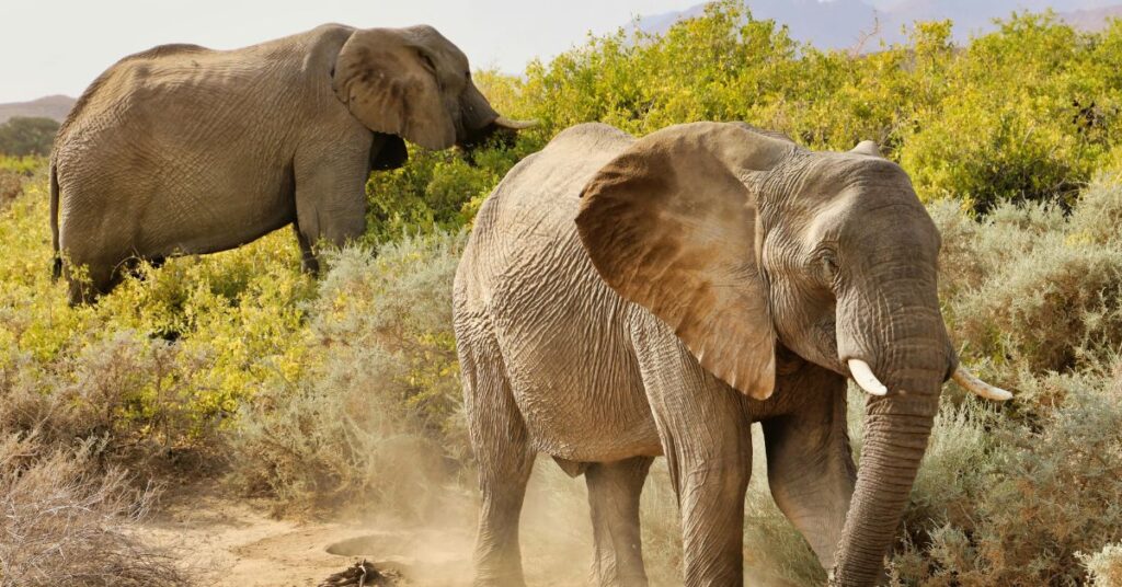 two-elephants-seen-on-safari