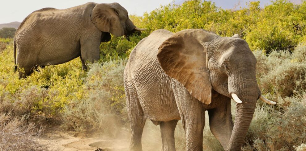 two-elephants-seen-on-safari
